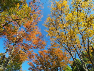 秋の公園の欅の黄葉と青空