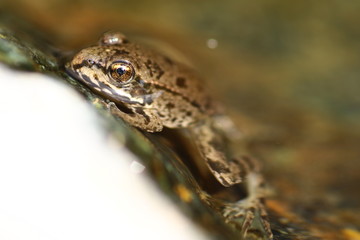 Piccola rana
