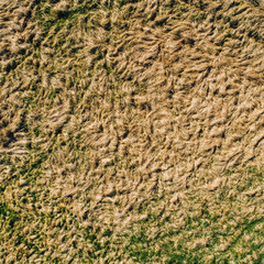Burned grass field in sun, summer problem 