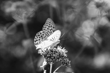 Farfalla