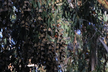 The butterfly Grove in Pismo Beach California 