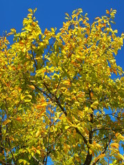 黄葉の辛夷の木と秋空