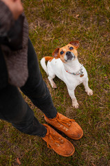 Dog breed Jack Russell Terrier sits near the legs of a man and executes his commands in the park in...