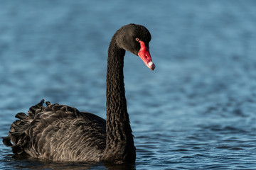 Fototapeta premium Swan12