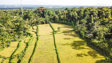 A drone shot of long stretching rice fields in Tetebatu, Lombok, Indonesia. There is a bamboo hut in the middle of the field. Endless rice paddies are separated with pathways. Forrest on the side.