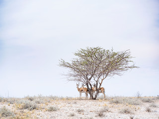 Wildlife in salt pan - Etosha National Park - Namibia