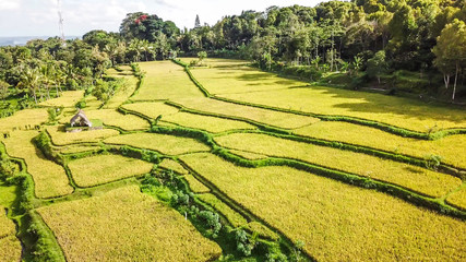 A drone shot of long stretching rice fields in Tetebatu, Lombok, Indonesia. There is a bamboo hut in the middle of the field. Endless rice paddies are separated with pathways. Forrest on the side.