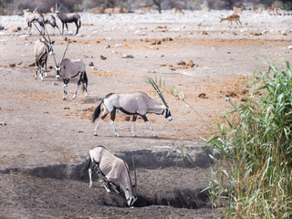 Oryxs - Etosha National Park - Namibia