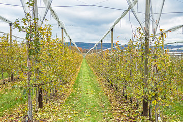 Apfelanbau, Herbst, Rheinland-Pfalz, Neuwied