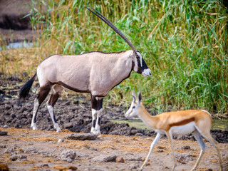 Oryxs - Etosha National Park - Namibia