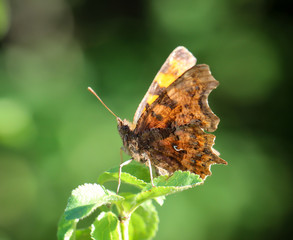 ein Schmetterling sitzt im Sommer auf einer Pflanze