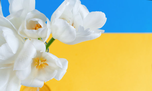 WhiteTulips Flowers On A Blue And Yellow Background