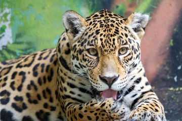 Fototapeta na wymiar Leopard, respectively Panther with latin name Panthera pardus. Front view of the beast.