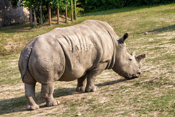 The white rhinoceros, respectively square-lipped rhinoceros (latin name Ceratotherium simum).