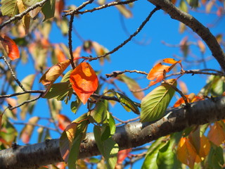 紅葉の桜の木と青空