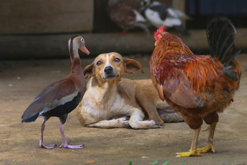 Dog fears chicken and duck