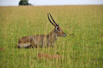 Ugandan bushback antelope looking around in Murchison Falls NP, Uganda.