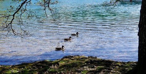 Ducks