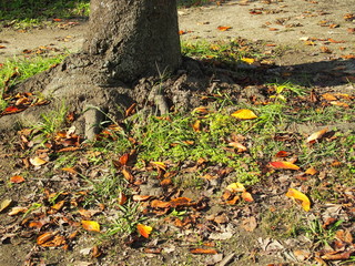 公園の桜の木と落ち葉