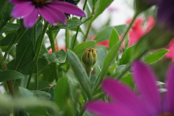 Blooming pink flowers with fresh closed bud. Selective focus. 