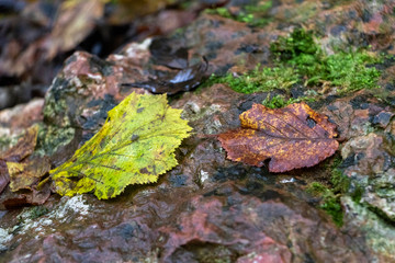 moss on the rocks
