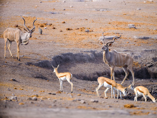 Wildlife around waterhole - Etosha National Park - Namibia