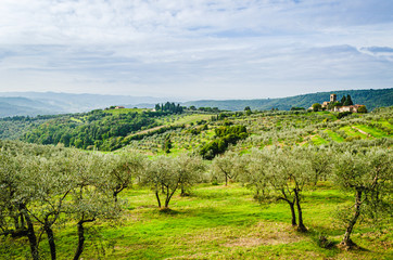 Fototapeta na wymiar Landscape view of typical Tuscan environment with evergreen olive and cypress hills 