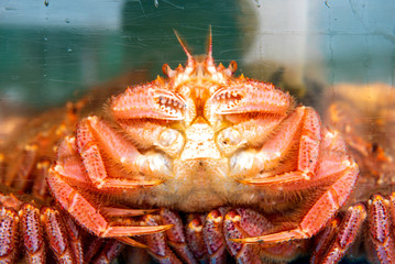Crabs are puts to the glass cabinet of the restaurant to cook 