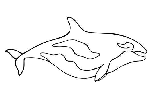 Whale illustration in linear art style. Minimalist outline logotype.