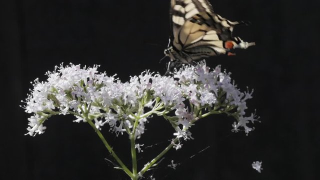 Closeup Of Swallowtail Butterfly And Flower In Slow Motion. Captured In 96 fps. Black Background. Location: Southern Sweden, Scandinavia. June Of 2019. 