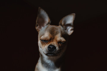 Chihuahua dog on a brown and red background, behind a flower