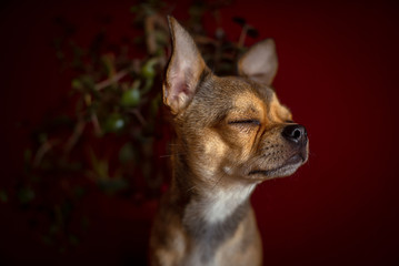 Chihuahua dog on a brown and red background, behind a flower