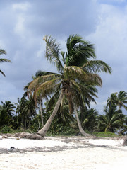 Fototapeta na wymiar white sand beach with palm trees