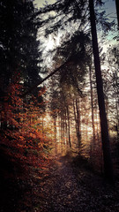 Fototapeta premium Herbst im Odenwald