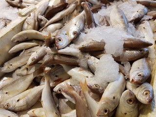 Closeup of assorted seafood and fish at Fish market in Alanya, Turkey. Food background. Raw fish and seafood. Fresh food.