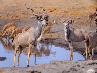 Naklejka na ściany i meble Wildlife around waterhole - Etosha National Park - Namibia