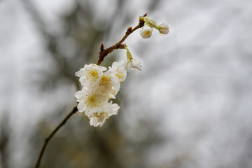 White blossoms of the winter flowering cherry (Prunus subhirtella) on a hazy November day in northern Germany, blurry gray background with copy space