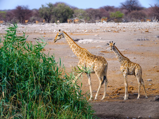 Wildlife - Etosha National Park - Namibia