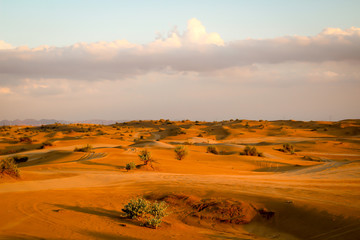 Fototapeta na wymiar ein Stück Wüste mit Dünen und einzelnen Sträuchern in der Abendsonne