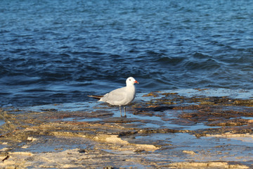 eine Möwe an einem steinigen Abschnitt eines Strandes
