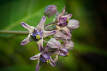 Calotropis gigantea flowers.