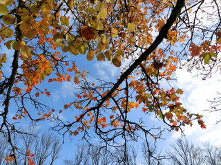 Bunte Herbstblätter unter blauen Himmel