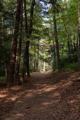 Obraz premium A footpath in the forest with the sun shining through the trees, Great Smoky Mountains National Park, Tennessee