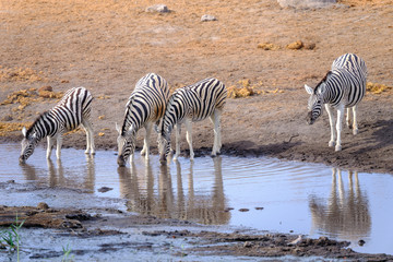 Fototapeta na wymiar Zebras in Etosha National Park - Namibia