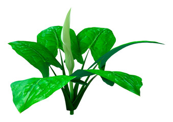 3D Rendering Italian Arum Flower on White