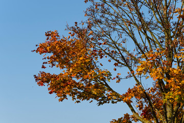 Autumn outdoor nature sunny day