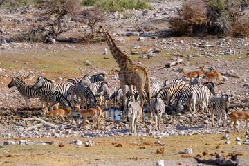 Fototapeta na wymiar Giraffes at waterhole - Etosha National Park - Namibia