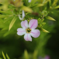Fototapeta na wymiar flower in the garden