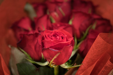 花　バラ　ダーズンローズ　flower　Darzen rose