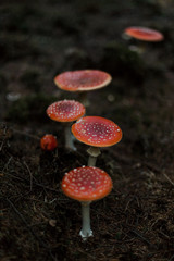 Des champignons de type amanite tue-mouche en rang dans une forêt sombre